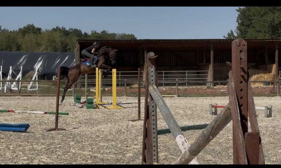 Caballo castrado Westfaliano En venta 2022 Bayo moreno por Franziskus