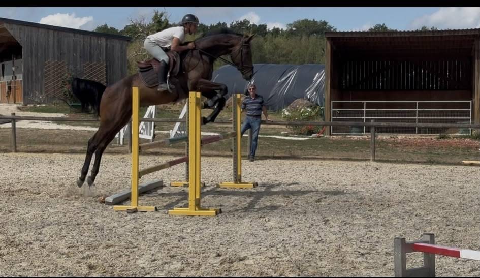 Caballo castrado Westfaliano En venta 2022 Bayo moreno por Franziskus