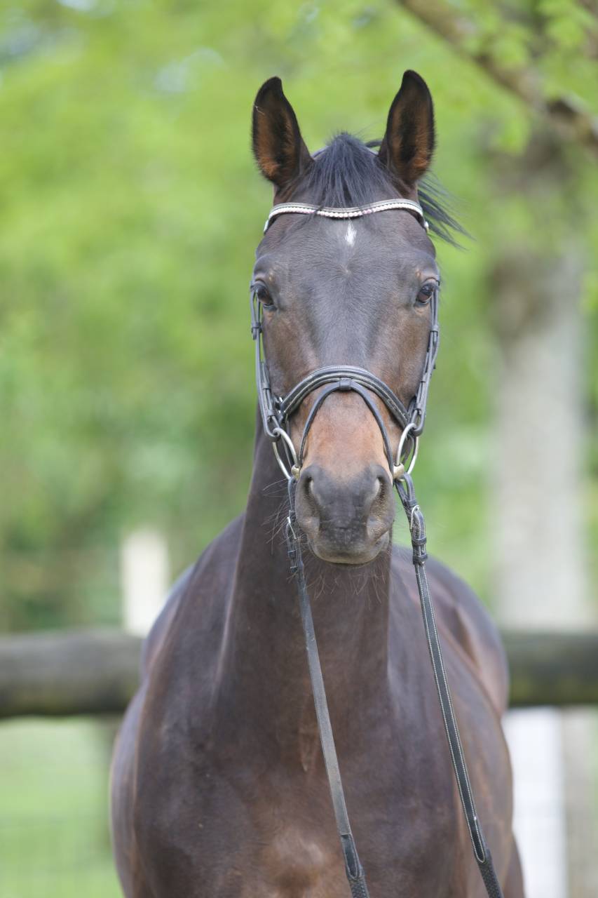 Caballo castrado Westfaliano En venta 2022 Bayo moreno por Franziskus