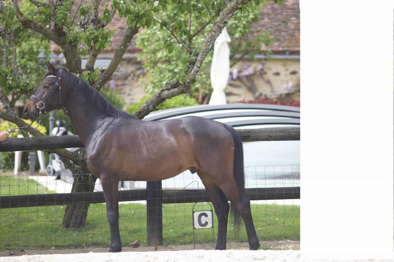 Caballo castrado Westfaliano En venta 2022 Bayo moreno por Franziskus