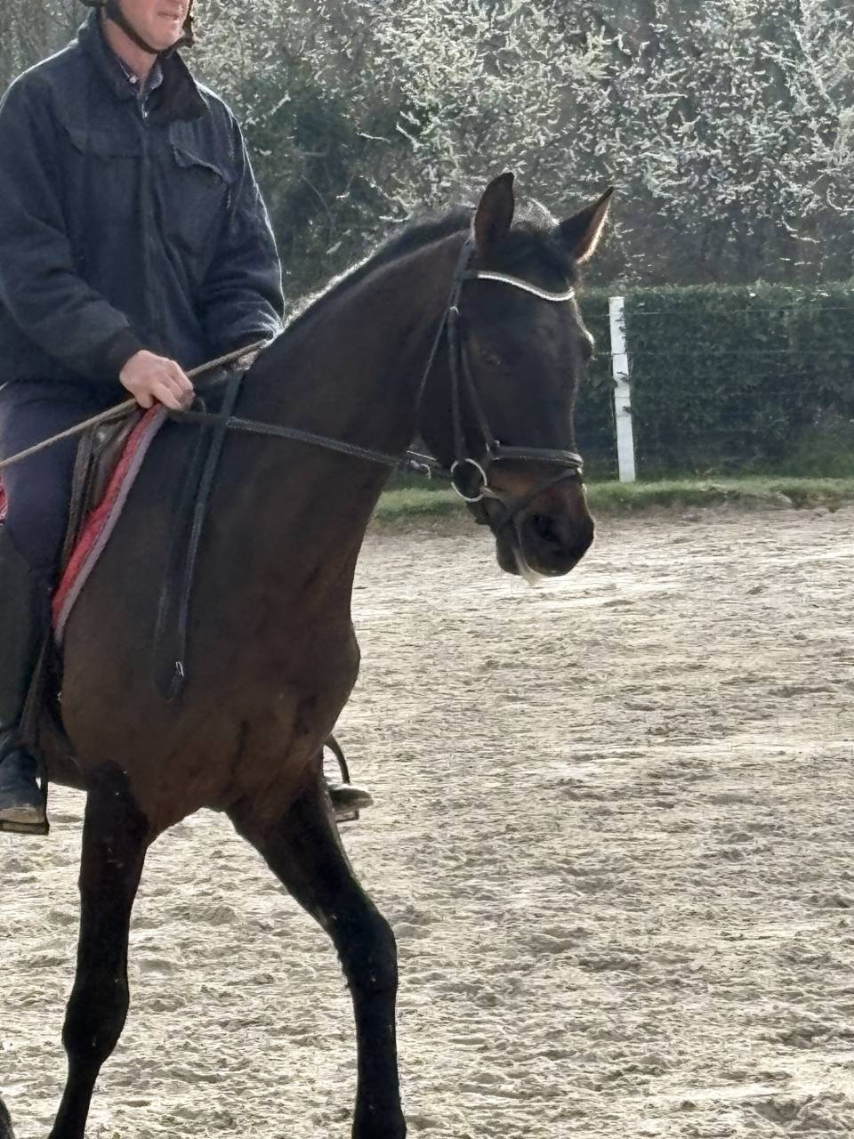 Caballo castrado Westfaliano En venta 2022 Bayo moreno por Franziskus
