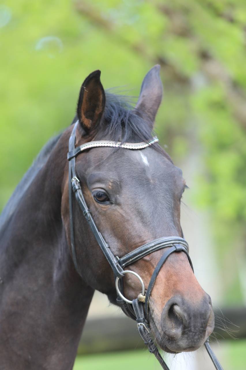 Caballo castrado Westfaliano En venta 2022 Bayo moreno por Franziskus