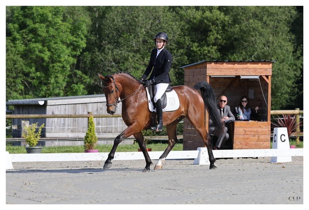 Caballo castrado KWPN Caballo de Deporte Neerland&eacute;s En venta 2022 Bayo