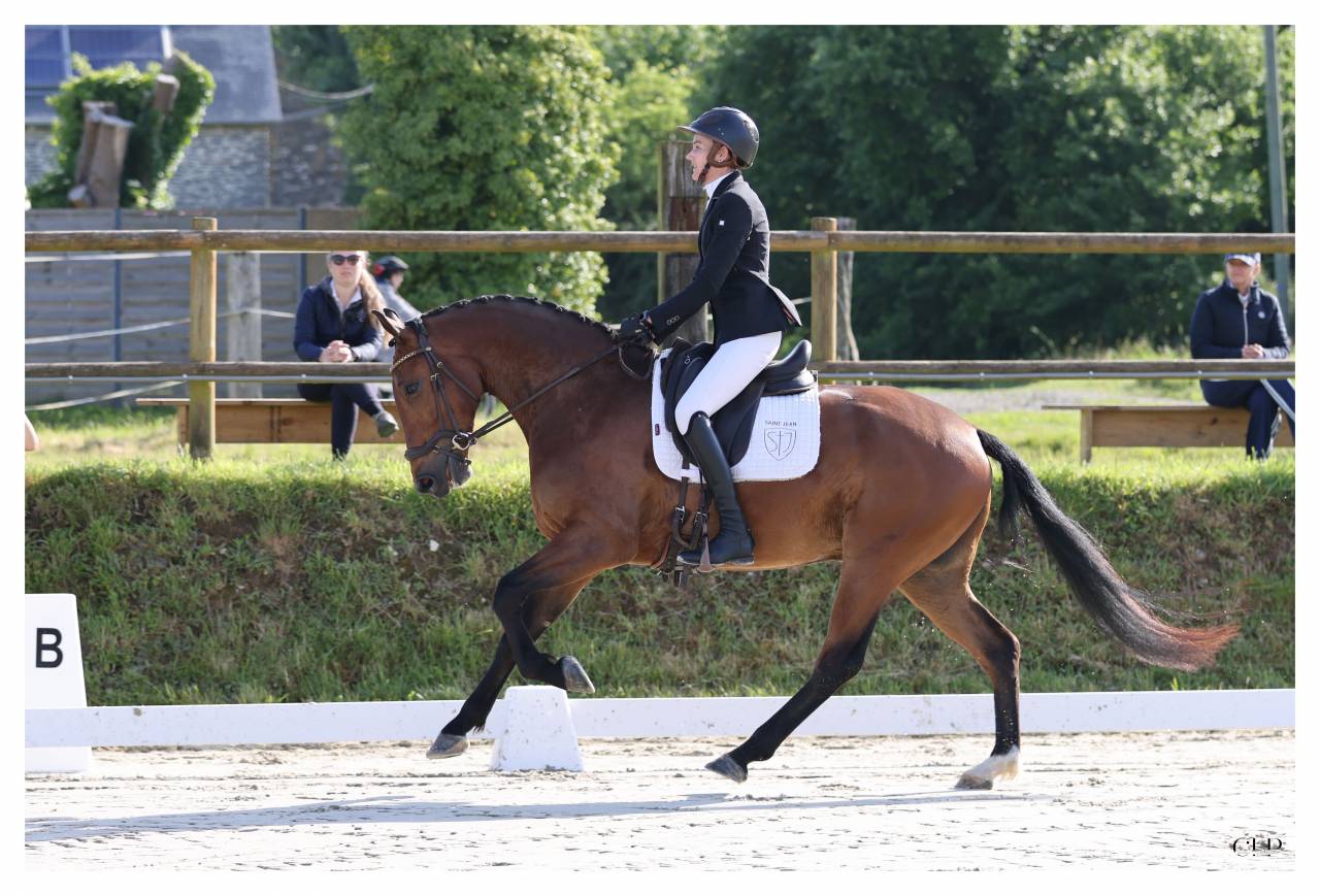 Caballo castrado KWPN Caballo de Deporte Neerland&eacute;s En venta 2022 Bayo