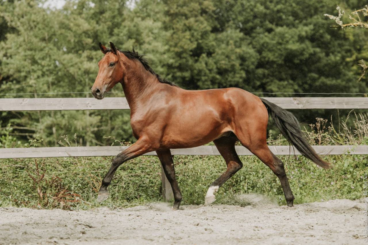 Caballo castrado KWPN Caballo de Deporte Neerland&eacute;s En venta 2022 Bayo