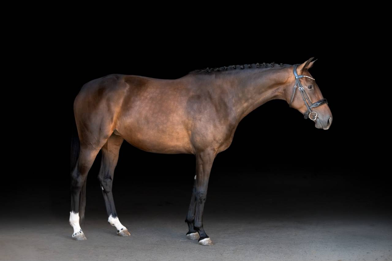 Yegua KWPN Caballo de Deporte Neerland&eacute;s En venta 2022 Bayo moreno