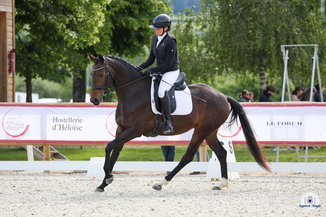 Yegua KWPN Caballo de Deporte Neerland&eacute;s En venta 2022 Bayo moreno