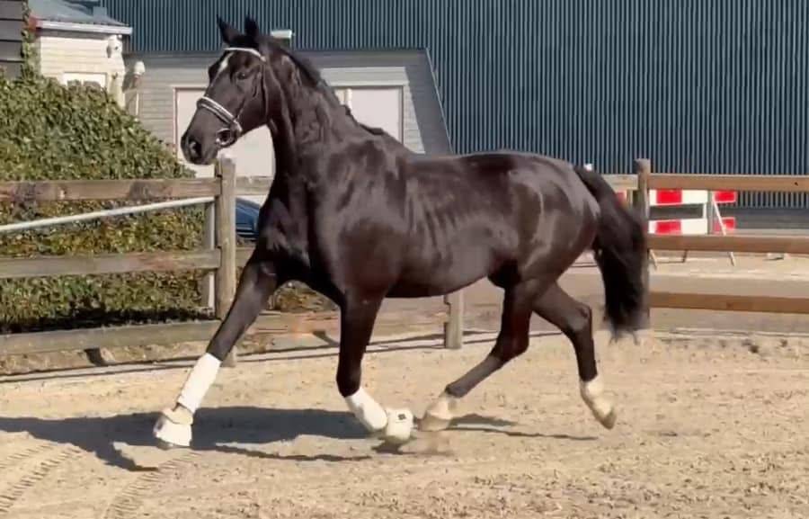 Yegua KWPN Caballo de Deporte Neerland&eacute;s En venta 2015 Negro