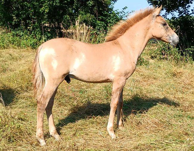 Caballo entero Origine Constat&eacute;e En venta 2026 Dun por MOSQUITO (arabo-konik)