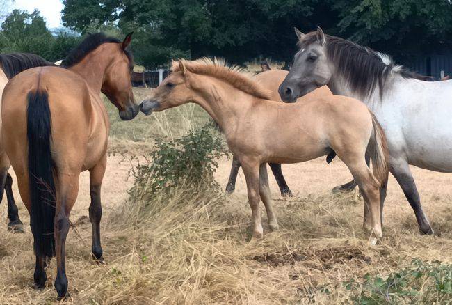 Caballo entero Origine Constat&eacute;e En venta 2026 Dun por MOSQUITO (arabo-konik)