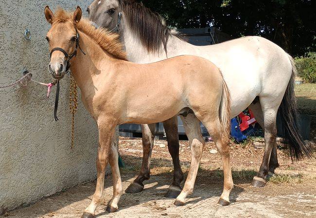 Caballo entero Origine Constat&eacute;e En venta 2026 Dun por MOSQUITO (arabo-konik)