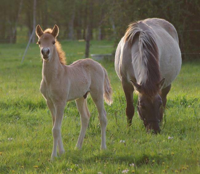 Caballo entero Origine Constat&eacute;e En venta 2026 Dun por MOSQUITO (arabo-konik)