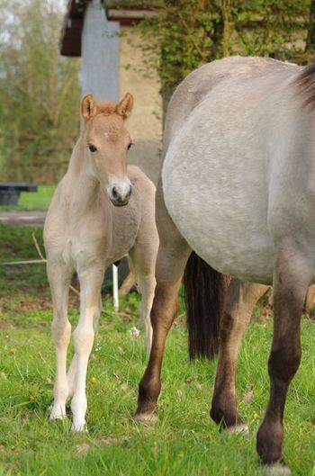 Caballo entero Origine Constat&eacute;e En venta 2026 Dun por MOSQUITO (arabo-konik)