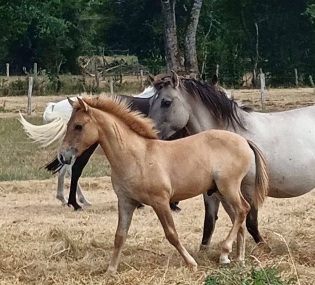Caballo entero Origine Constat&eacute;e En venta 2026 Dun por MOSQUITO (arabo-konik)