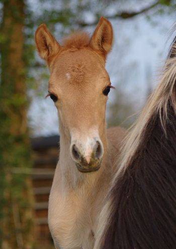 Caballo entero Origine Constat&eacute;e En venta 2026 Dun por MOSQUITO (arabo-konik)