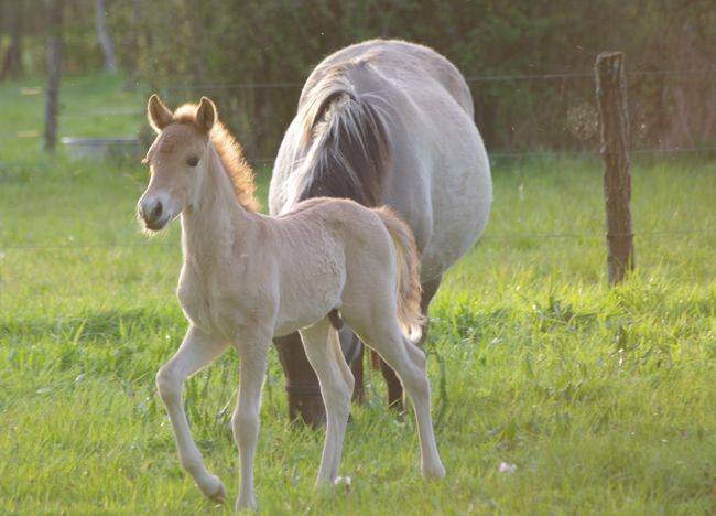 Caballo entero Origine Constat&eacute;e En venta 2026 Dun por MOSQUITO (arabo-konik)
