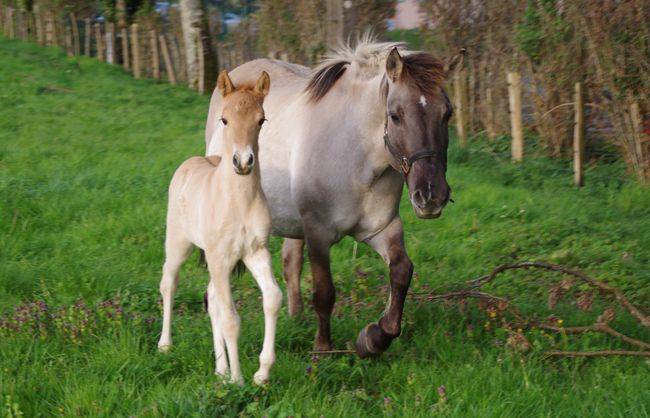 Caballo entero Origine Constat&eacute;e En venta 2026 Dun por MOSQUITO (arabo-konik)