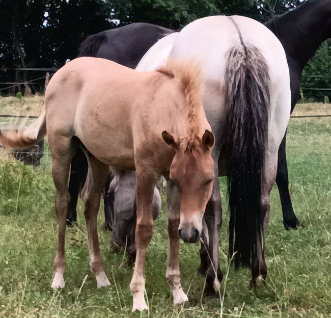 Caballo entero Origine Constat&eacute;e En venta 2026 Dun por MOSQUITO (arabo-konik)