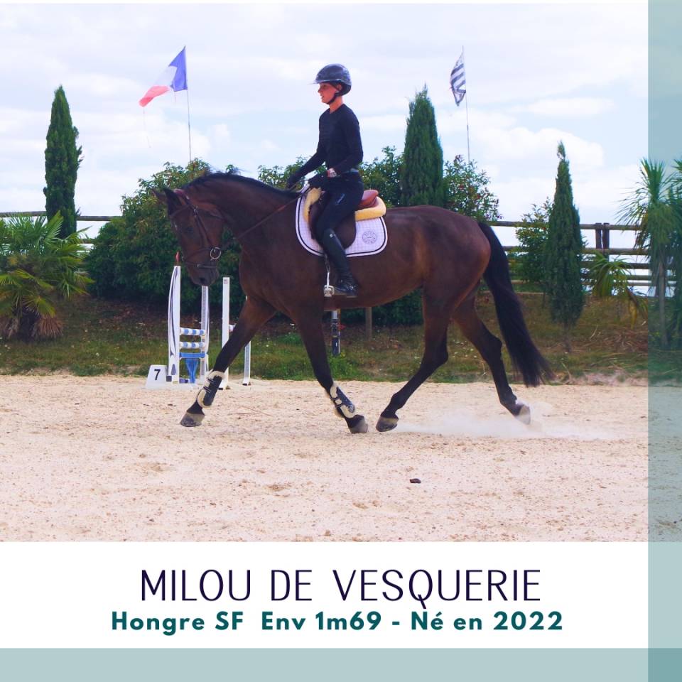 Caballo castrado Silla Franc&eacute;s En venta 2022 Bayo moreno