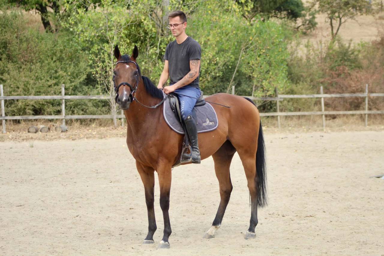 Caballo castrado Caballo de Sangre En venta 2019 Bayo