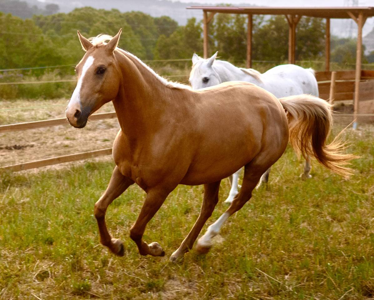 Yegua Quarter Horse &times; &Aacute;rabe palomino