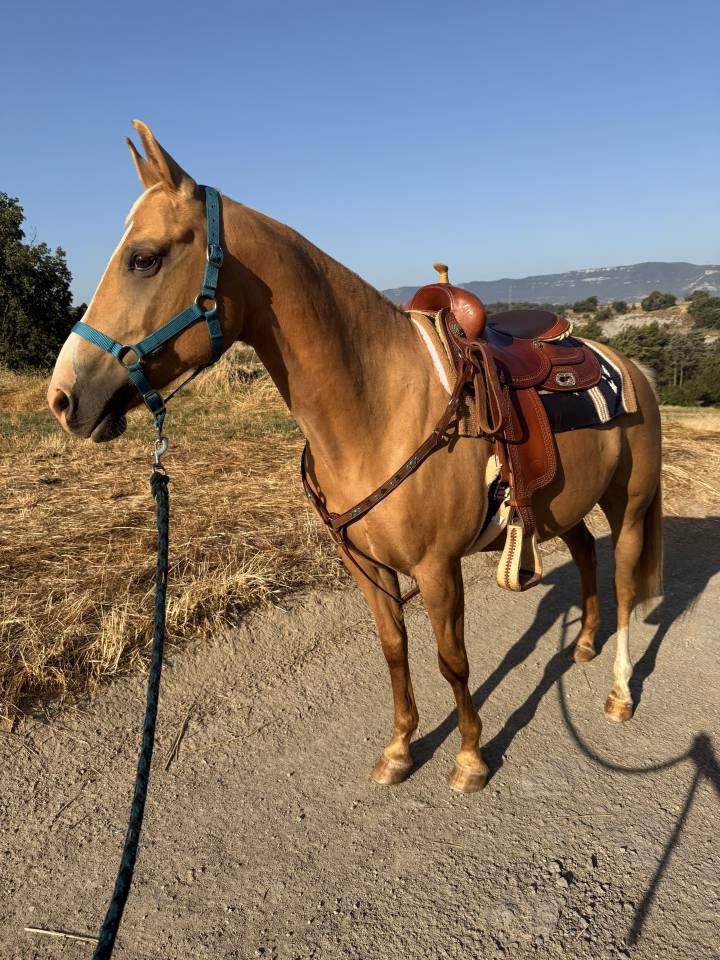 Yegua Quarter Horse &times; &Aacute;rabe palomino
