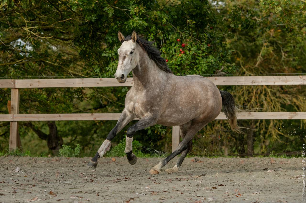 Yegua Lusitano En venta 2020 Tordo