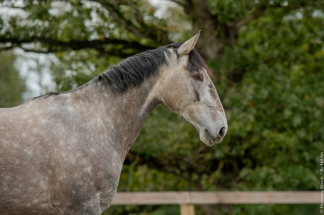 Yegua Lusitano En venta 2020 Tordo