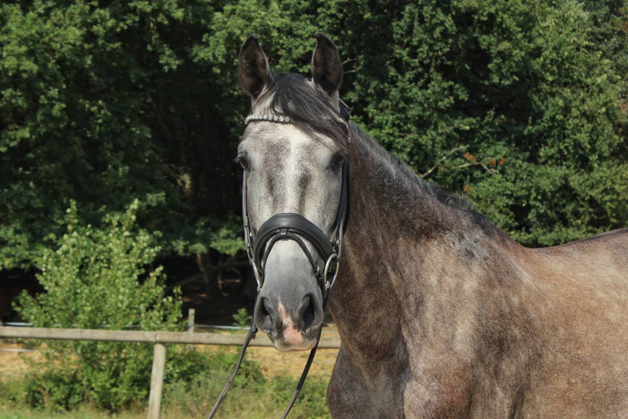 Caballo castrado PRE Pura Raza Espa&ntilde;ola En venta 2022 Tordo