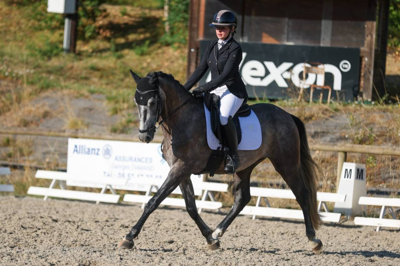 Caballo castrado PRE Pura Raza Espa&ntilde;ola En venta 2022 Tordo