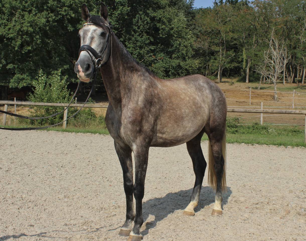 Caballo castrado PRE Pura Raza Espa&ntilde;ola En venta 2022 Tordo