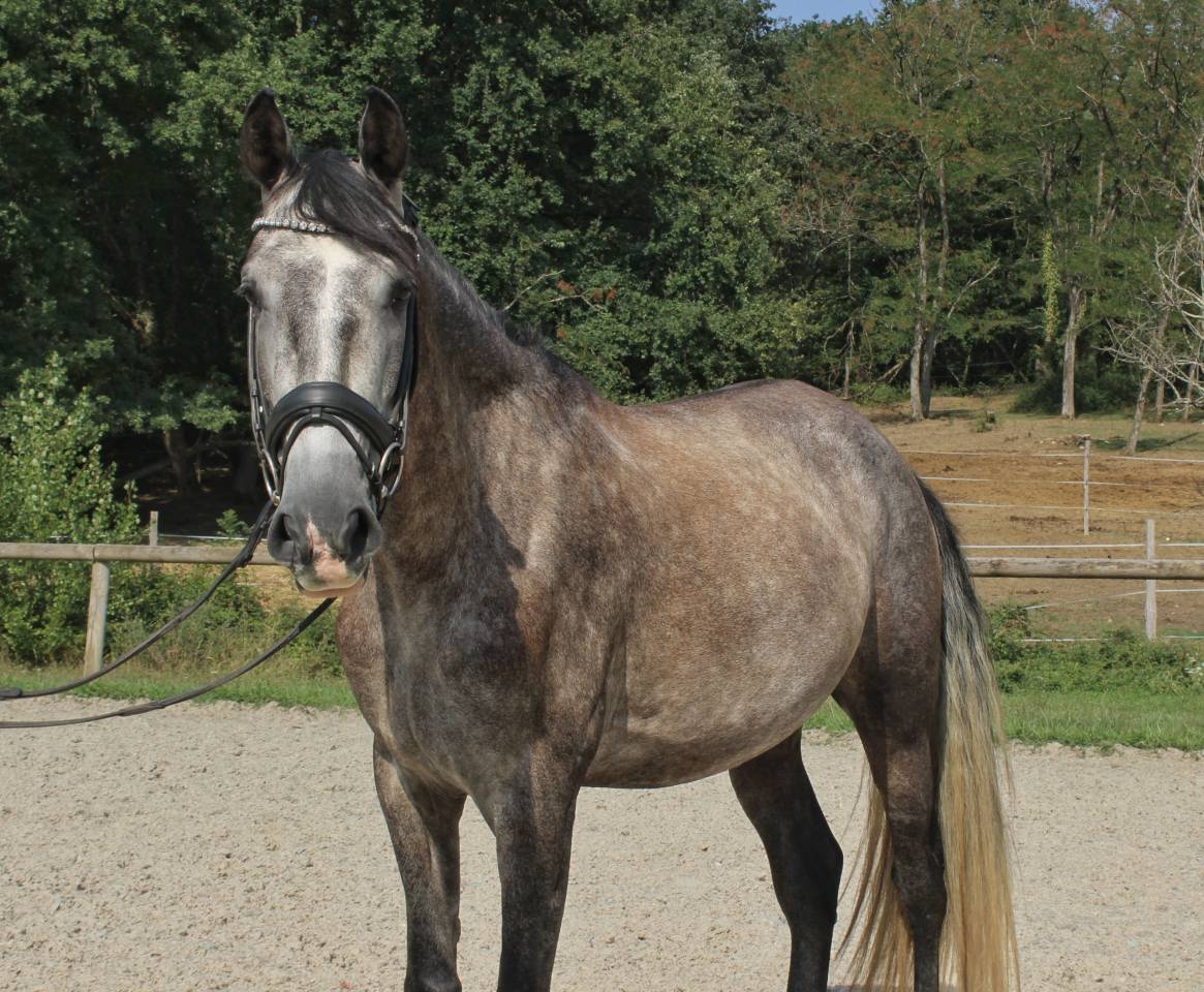 Caballo castrado PRE Pura Raza Espa&ntilde;ola En venta 2022 Tordo