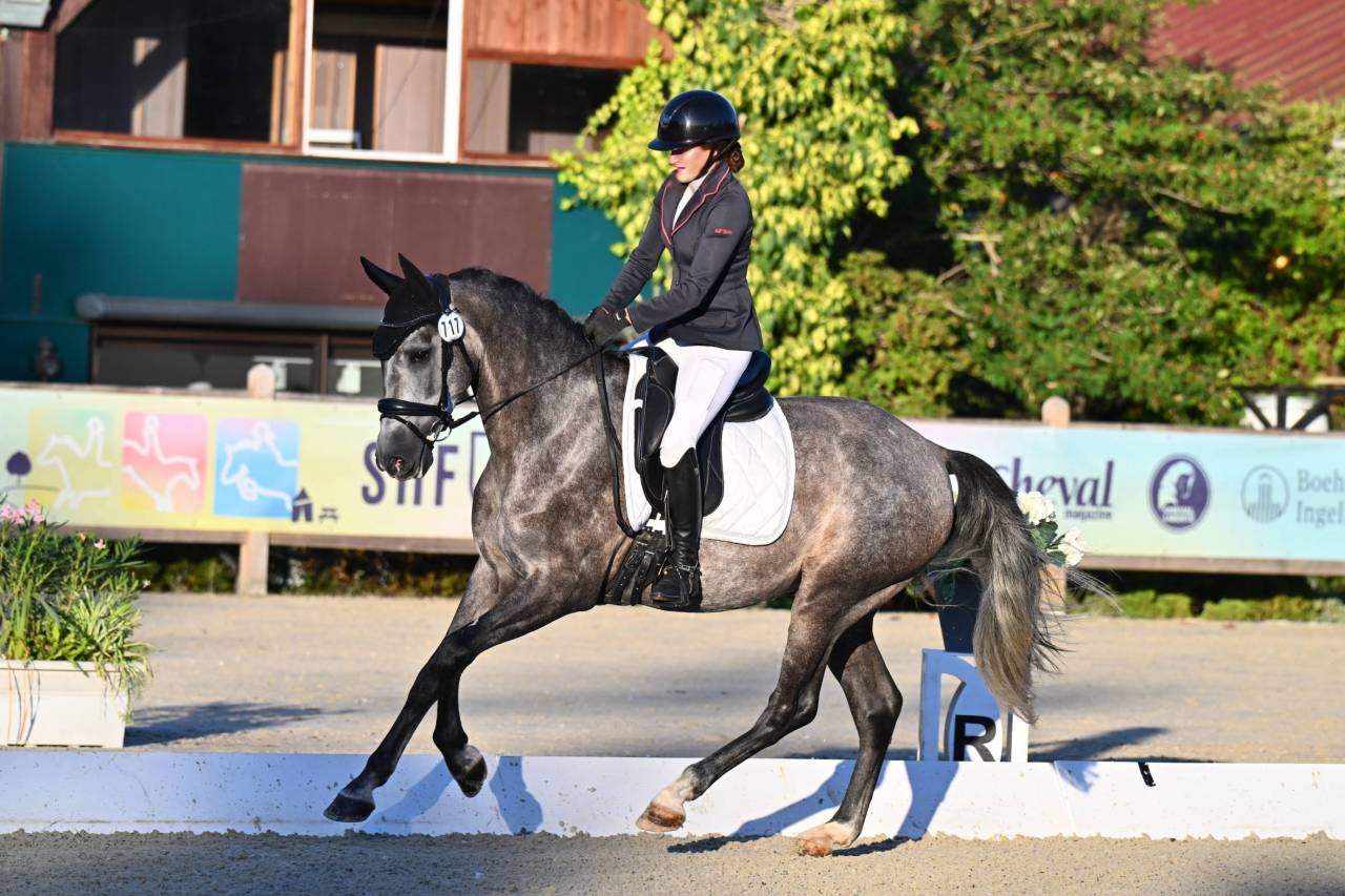 Caballo castrado PRE Pura Raza Espa&ntilde;ola En venta 2022 Tordo