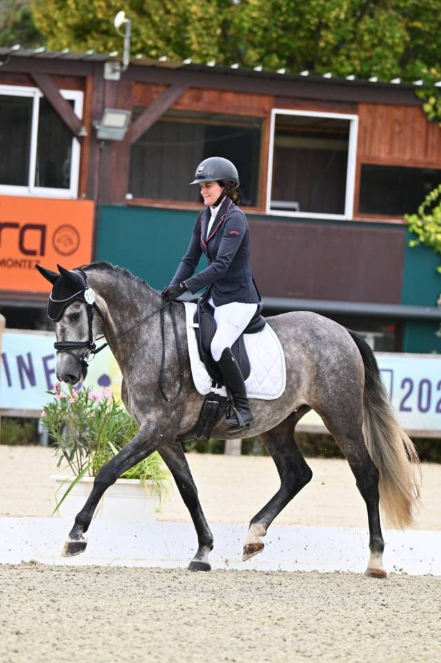 Caballo castrado PRE Pura Raza Espa&ntilde;ola En venta 2022 Tordo