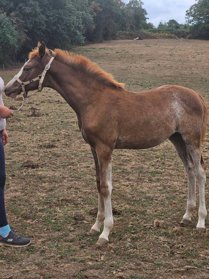 Potranca Silla Franc&eacute;s En venta 2026 Otra capa por Kilimandjaro Semilly