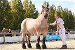 Yegua Ardennes En venta 2020 Roano por vidal du dol
