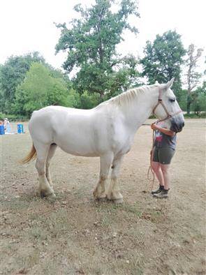 Yegua Percheron En venta 2013 Tordo por un de mai de la baco