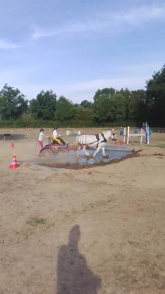 Yegua Percheron En venta 2013 Tordo por un de mai de la baco
