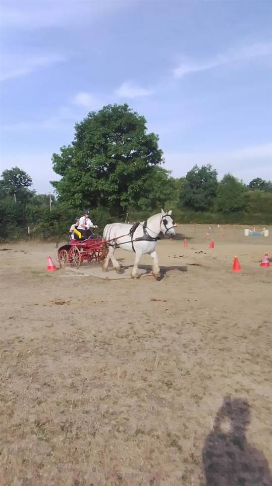 Yegua Percheron En venta 2013 Tordo por un de mai de la baco