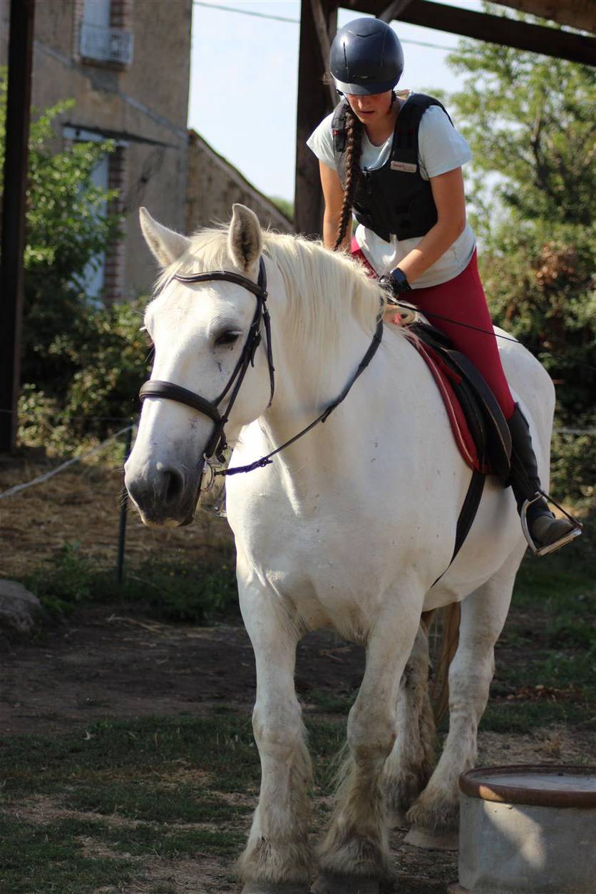 Yegua Percheron En venta 2013 Tordo por un de mai de la baco