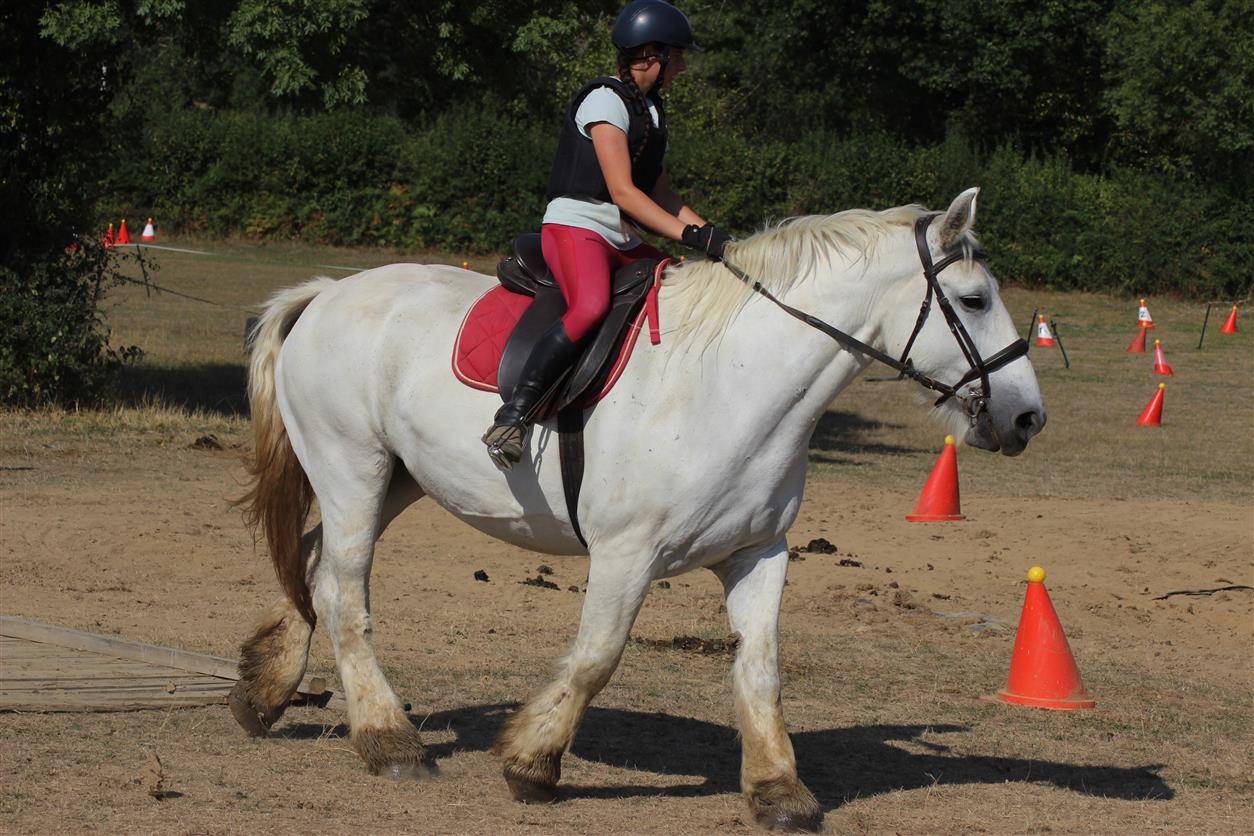 Yegua Percheron En venta 2013 Tordo por un de mai de la baco