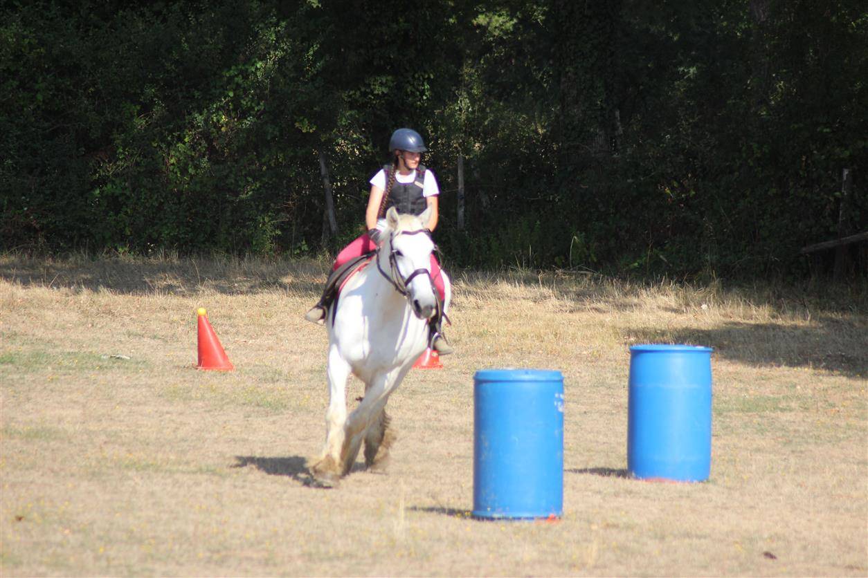 Yegua Percheron En venta 2013 Tordo por un de mai de la baco