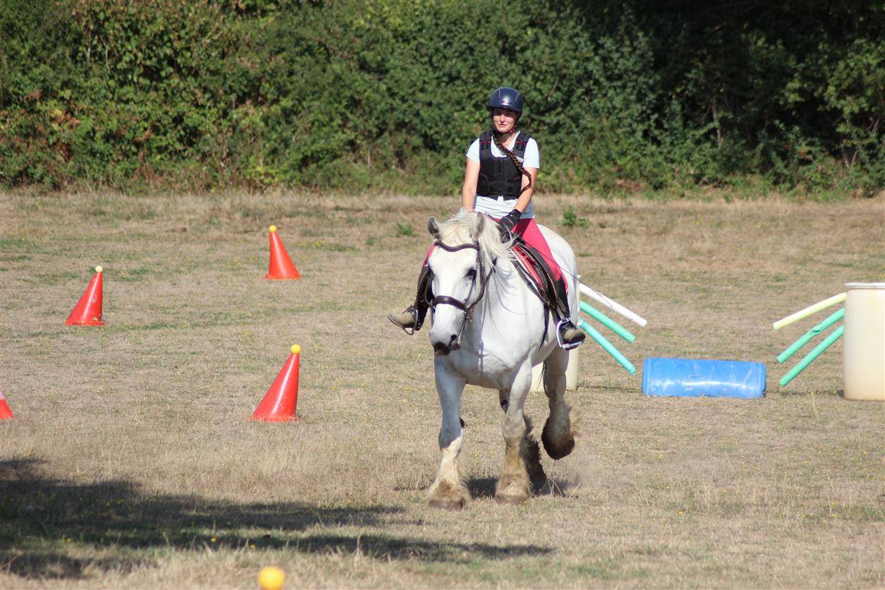 Yegua Percheron En venta 2013 Tordo por un de mai de la baco