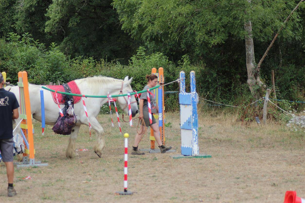 Yegua Percheron En venta 2013 Tordo por un de mai de la baco