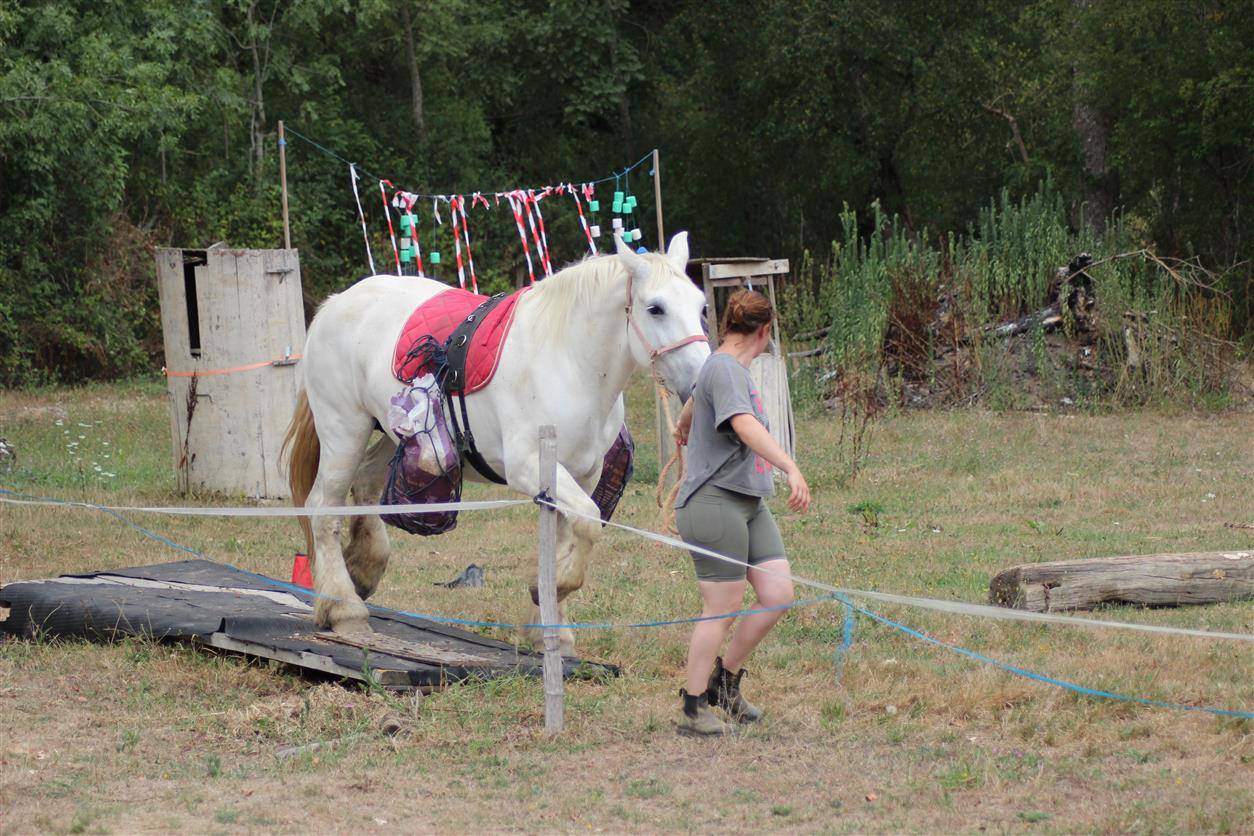 Yegua Percheron En venta 2013 Tordo por un de mai de la baco