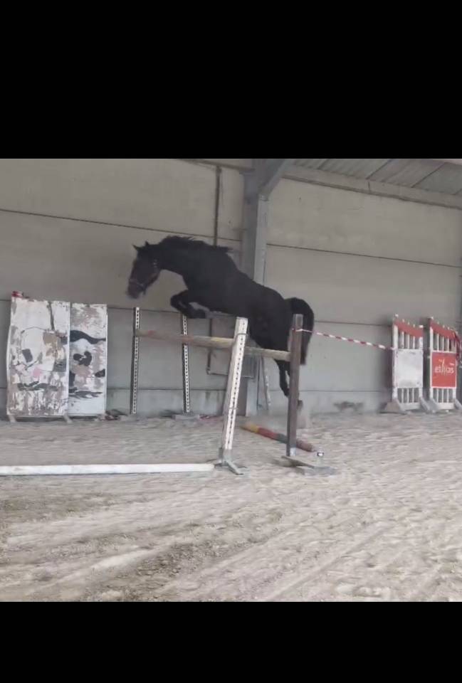 Semental Zangersheide En venta 2023 Bayo