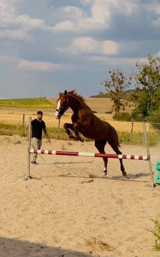 Caballo entero KWPN Caballo de Deporte Neerland&eacute;s En venta 2024 Alaz&aacute;n