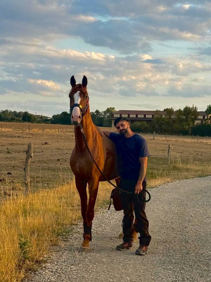 Caballo entero KWPN Caballo de Deporte Neerland&eacute;s En venta 2024 Alaz&aacute;n