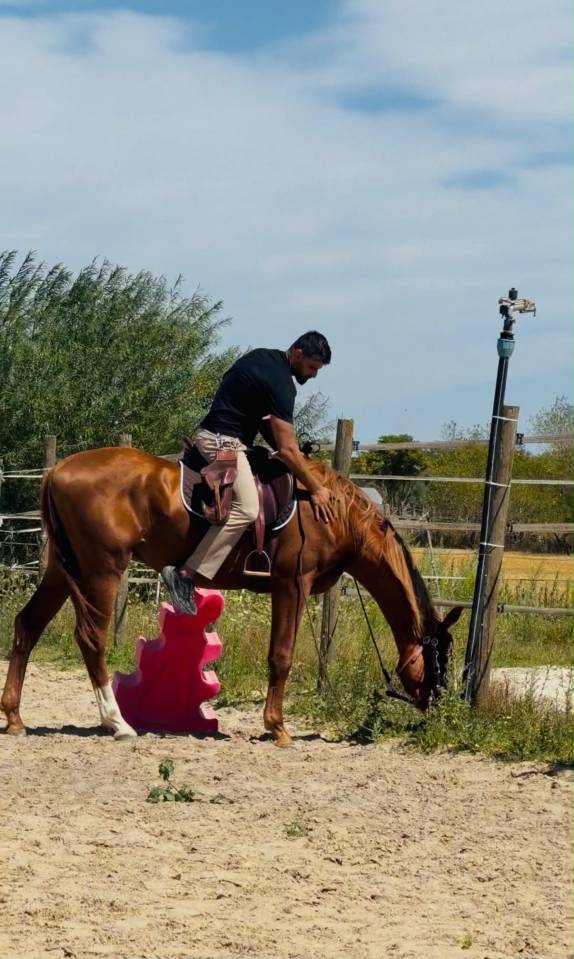 Caballo entero KWPN Caballo de Deporte Neerland&eacute;s En venta 2024 Alaz&aacute;n
