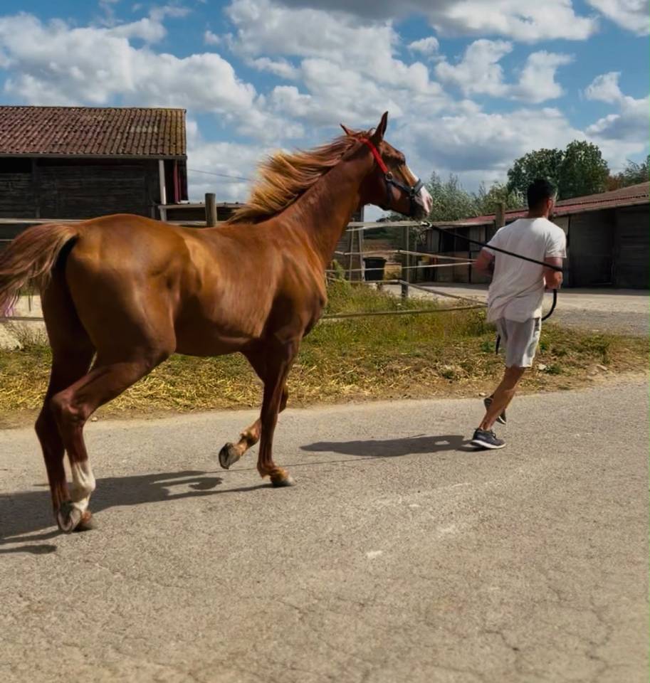 Caballo entero KWPN Caballo de Deporte Neerland&eacute;s En venta 2024 Alaz&aacute;n
